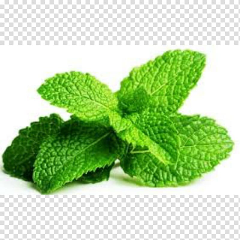 Chewing gum Peppermint Mentha spicata Herb Leaf, pepermint transparent background PNG clipart