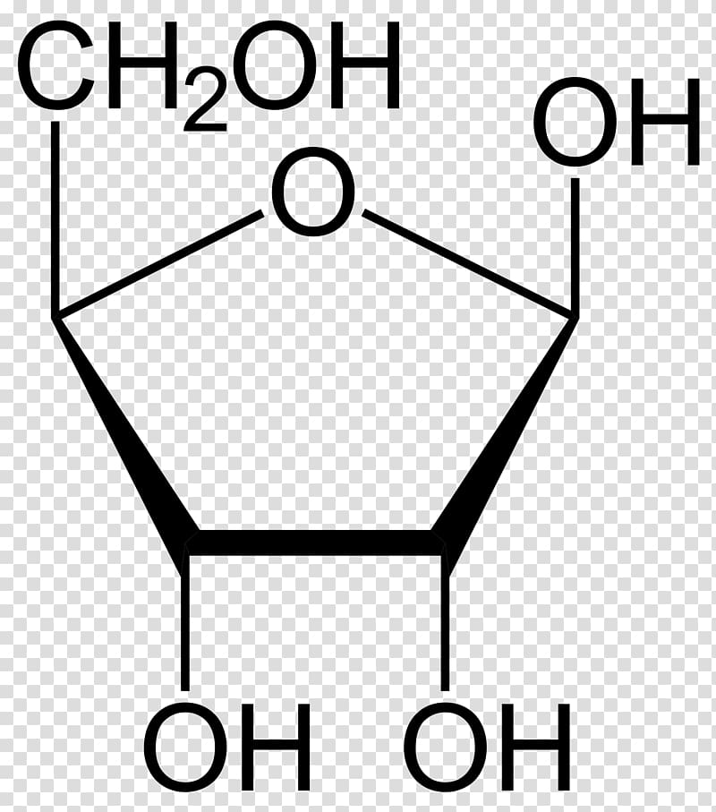 Deoxyribose Nucleic acid Nucleoside Fructose, D transparent background PNG clipart