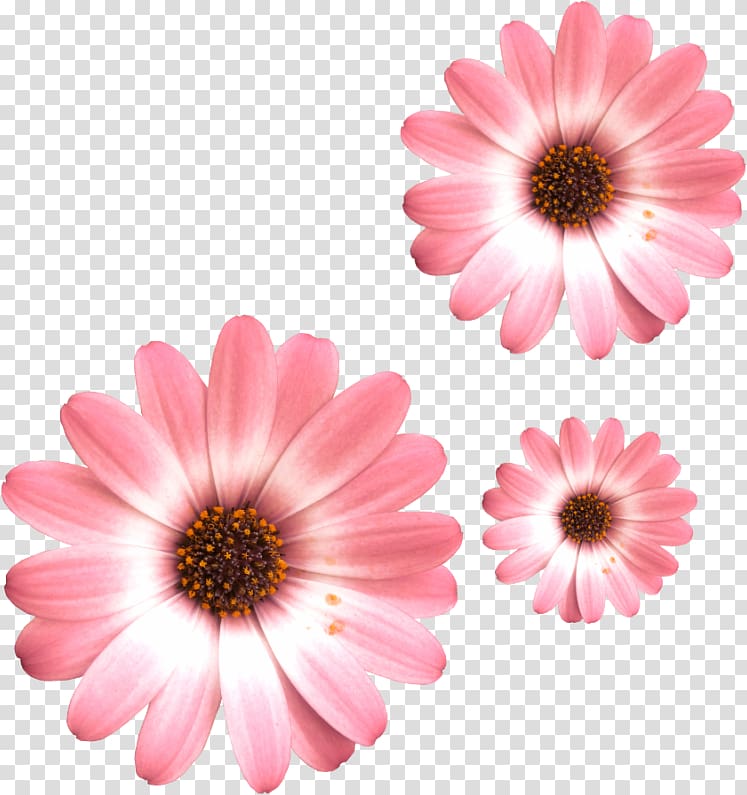 Common daisy Flower Transvaal daisy Oxeye daisy, flower transparent background PNG clipart