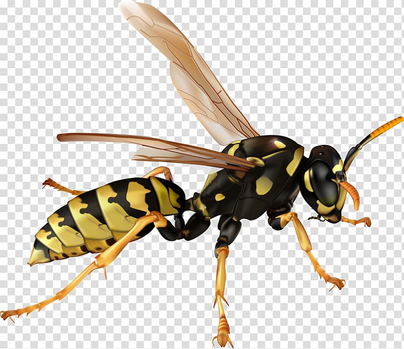 Insect Bee Hornet , bee transparent background PNG clipart