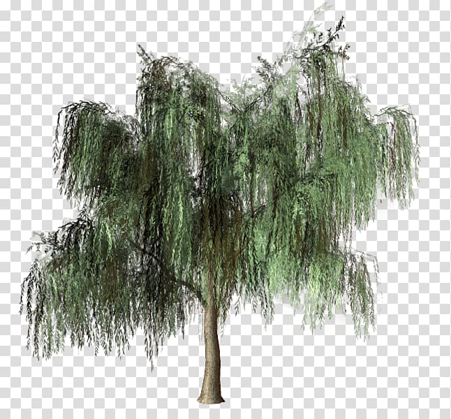 Tree Pine Forest Woody plant, green tree transparent background PNG clipart