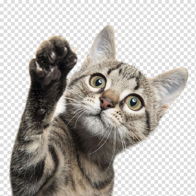 brown tabby cat, Cat Dog Kitten Pet sitting, The waving cat transparent background PNG clipart