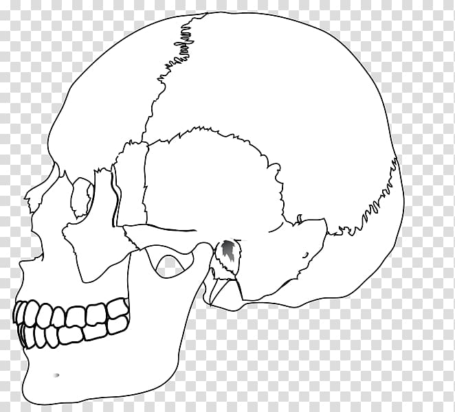 Human skull Nasal bone Human body, color skull transparent background PNG clipart