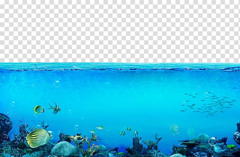 sea creatures , Underwater Sea , The underwater world transparent background PNG clipart
