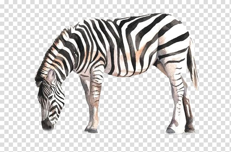 Horse Zebra Watercolor painting Drawing, Always zebra transparent background PNG clipart