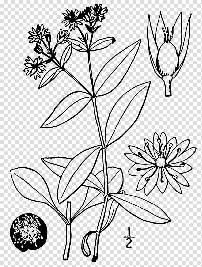Star chickweed Twig Dicotyledon Plant stem, plant transparent background PNG clipart