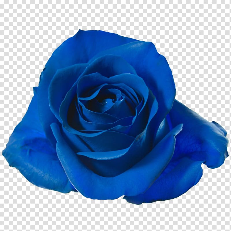 Garden roses Blue rose Cut flowers Petal, Killer Queen transparent background PNG clipart