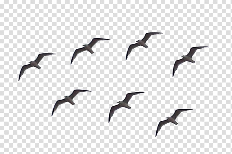 Beak Bird migration Goose Cygnini, Bird transparent background PNG clipart