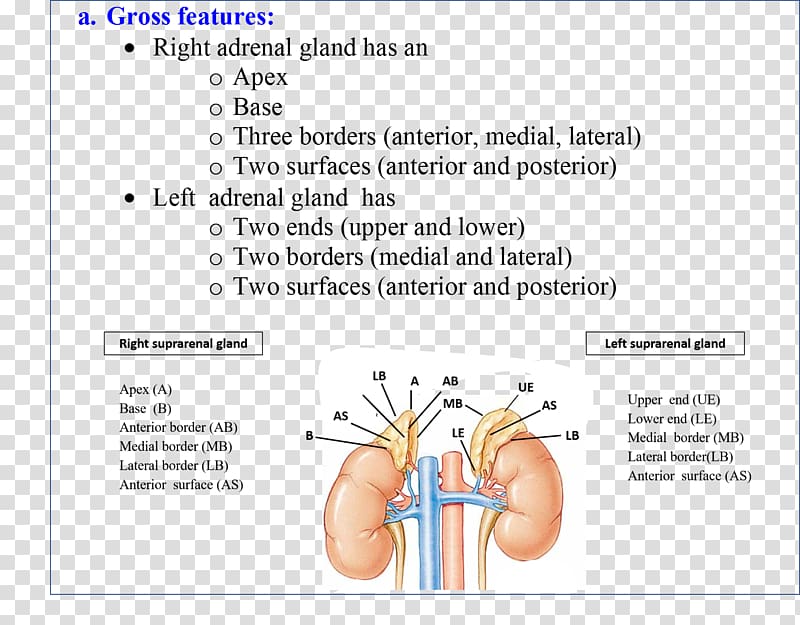 Adrenal gland Human anatomy Gross anatomy, others transparent background PNG clipart