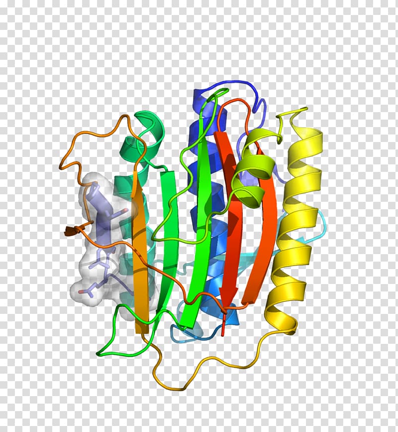 HORMA domain Meiosis Structure Genetic recombination Chromosome, chromosome transparent background PNG clipart