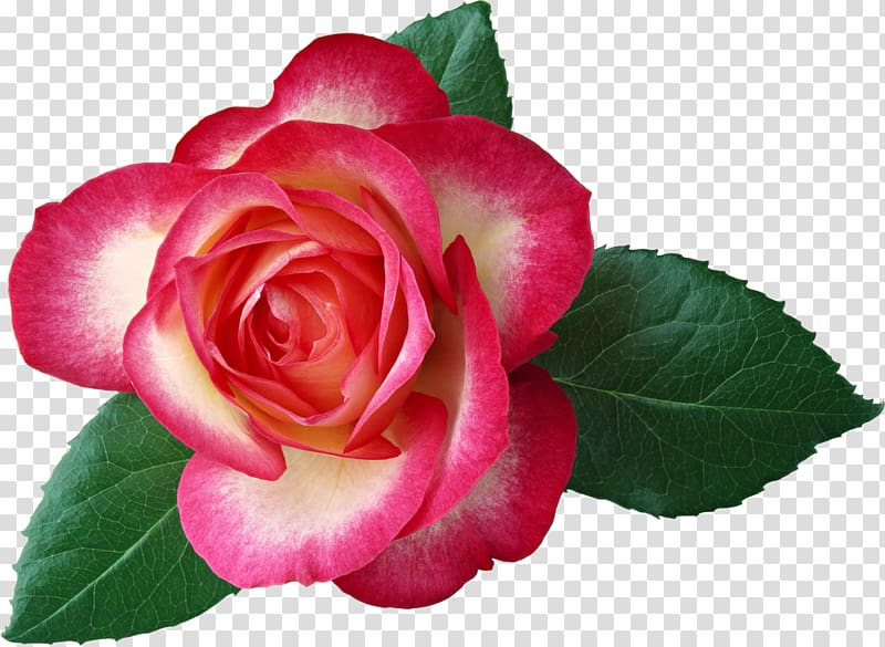 Hybrid tea rose Flower , Mary transparent background PNG clipart