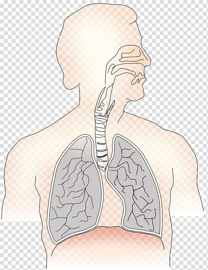 Respiratory system Breathing Respiratory disease Respiratory therapist Respiratory tract, Hanuman transparent background PNG clipart