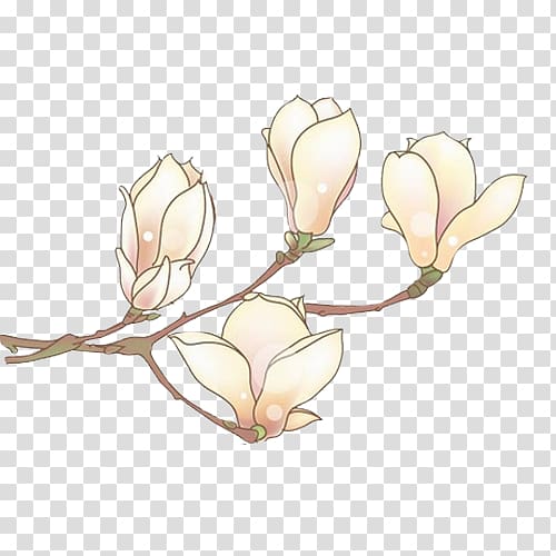 Narcissus pseudonarcissus Plant Raster graphics Bud, White orchid flowers transparent background PNG clipart