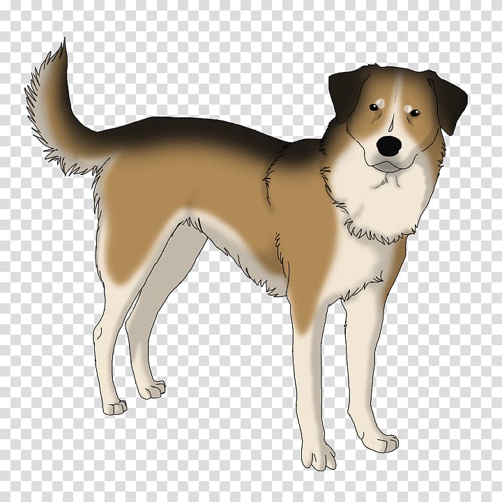Ancient dog breeds Canaan Dog Norwegian Lundehund Companion dog, sheperd transparent background PNG clipart