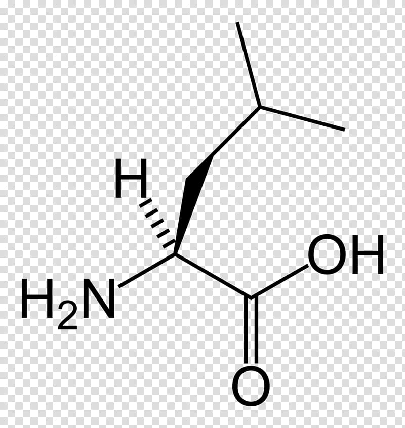 Leucine Branched-chain amino acid Proteinogenic amino acid Valine, others transparent background PNG clipart