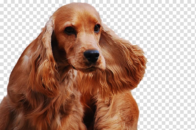 English Cocker Spaniel Labrador Retriever Cat Puppy, Cat transparent background PNG clipart