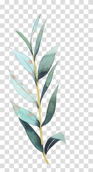 Plant, green leafed plant illustration transparent background PNG ...
