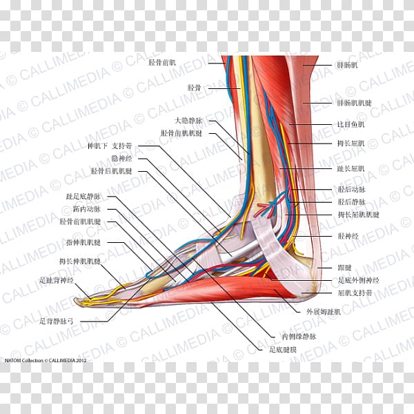 Foot Nerve Tibialis anterior muscle Anatomy Human body, superficial temporal nerve transparent background PNG clipart