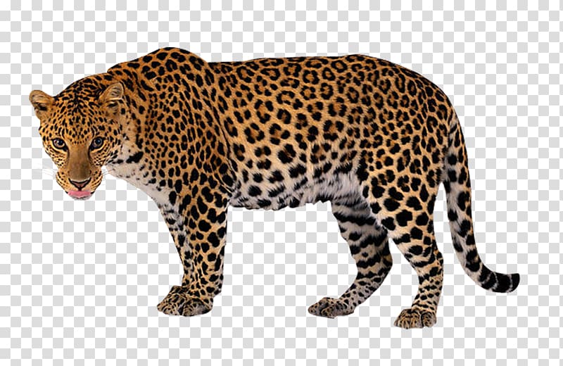 Leopard , Leopard transparent background PNG clipart