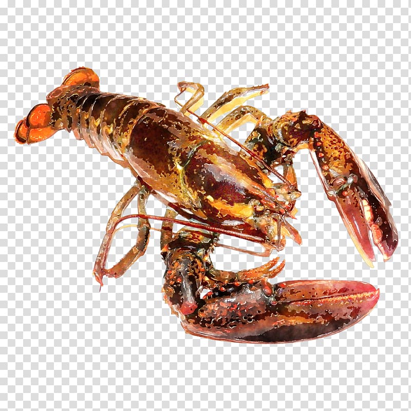 American lobster Seafood Homarus gammarus Clam Cooking, Boston lobster transparent background PNG clipart