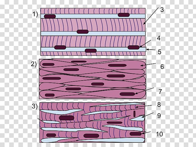 Smooth muscle tissue Skeletal muscle Cardiac muscle, Muscle tissue transparent background PNG clipart