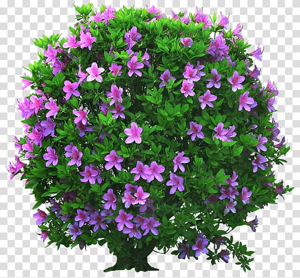 Computer Software Truevision TGA, hedge shrub transparent background PNG clipart