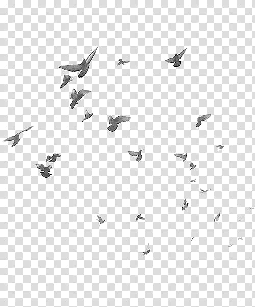flock of birds illustration, Bird flight Flock , Birds transparent background PNG clipart