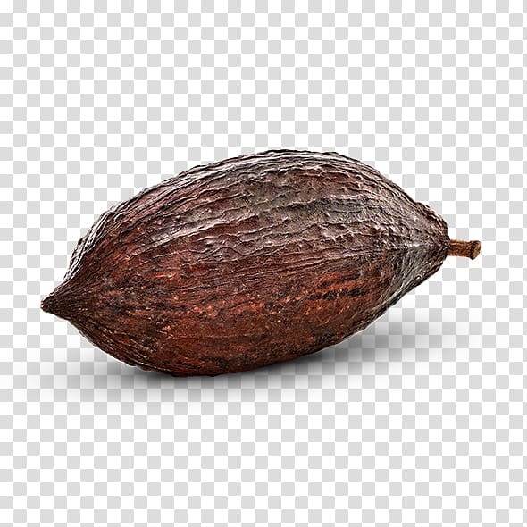 Cocoa bean Commodity Cacao tree, kakao transparent background PNG clipart