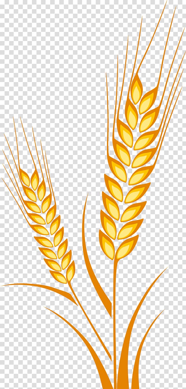 Ear Wheat Drawing Cereal Maize, ear transparent background PNG clipart