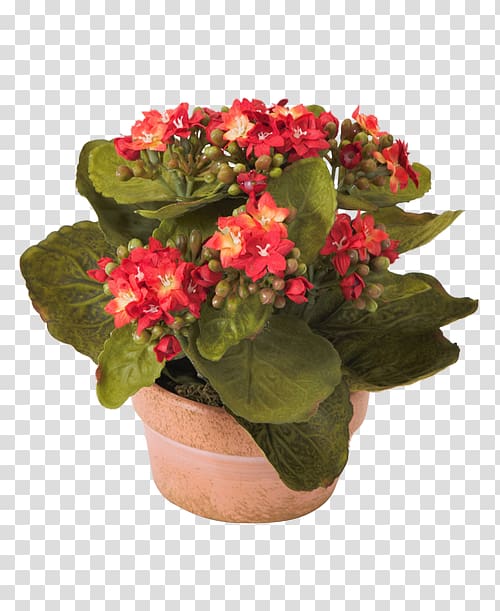 Widow's-thrill Flower Primrose Ornamental plant Houseplant, kalanchoe succulents transparent background PNG clipart
