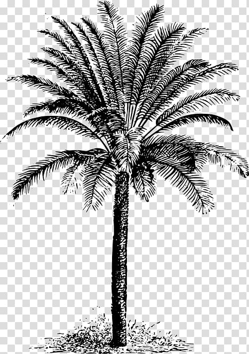 Arecaceae Cycad Tree Evergreen , tree transparent background PNG clipart