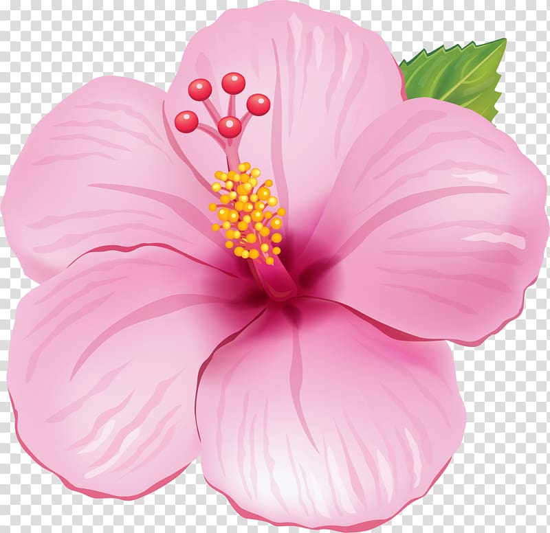 Flower Drawing Portable Network Graphics, flower transparent background PNG clipart