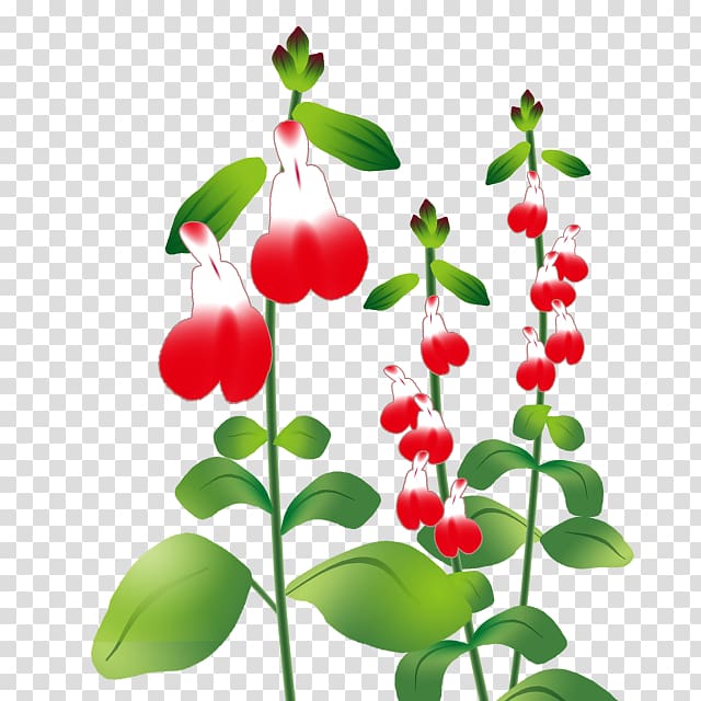 チェリーセージ Illustration Common sage Plants Herb, scarlet sage transparent background PNG clipart