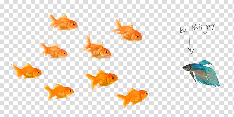 Fantail Fish Pet, fishes transparent background PNG clipart