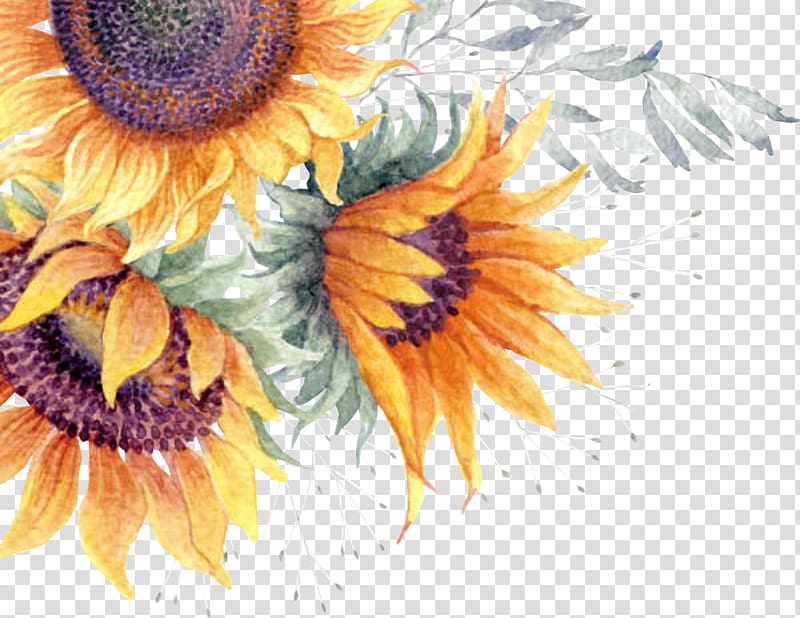 three yellow sunflowers illustration, Common sunflower Watercolor painting, sunflower watercolor card transparent background PNG clipart