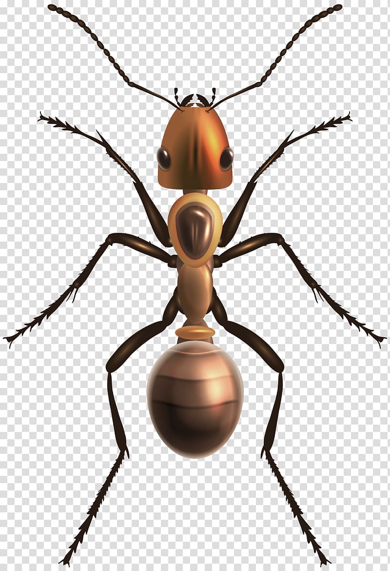 Insect Bee Ant, ants transparent background PNG clipart
