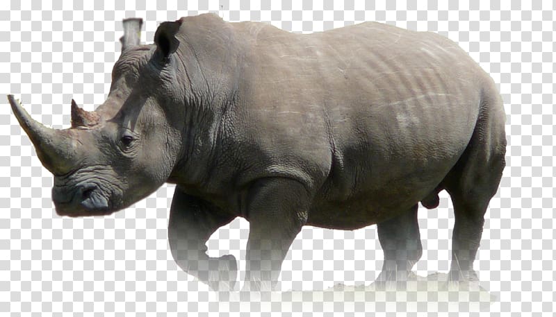 Javan rhinoceros Animal Wildlife Lion, rhino transparent background PNG clipart