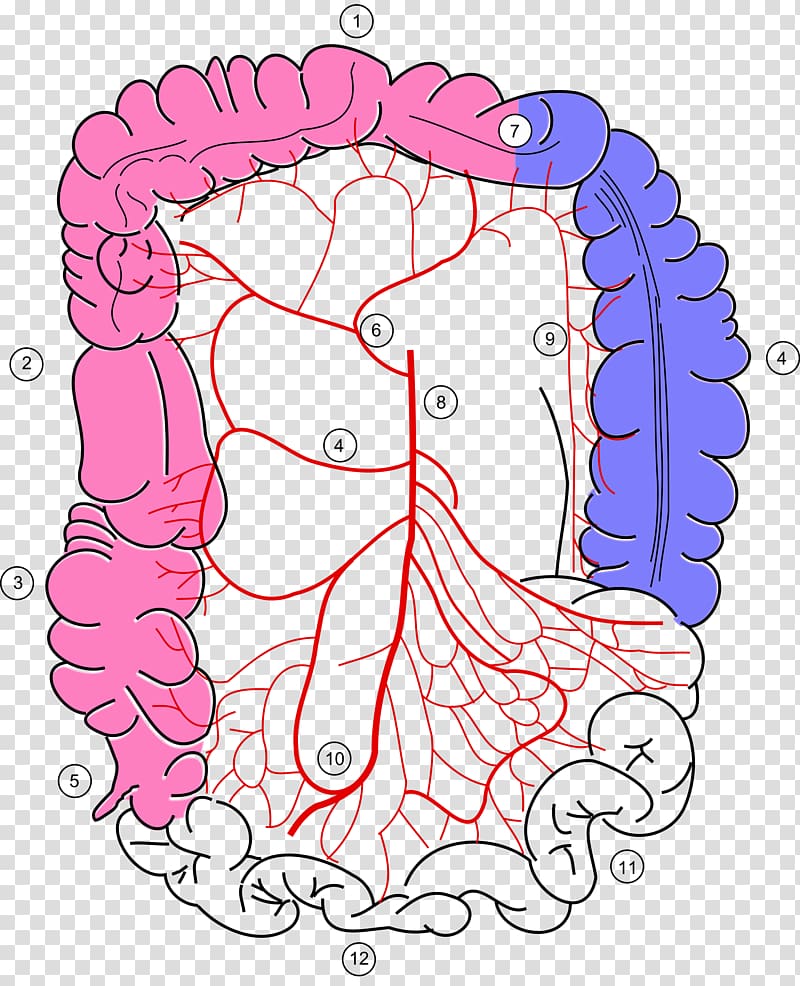Large intestine Superior mesenteric artery Sigmoid colon Middle colic artery, blood transparent background PNG clipart