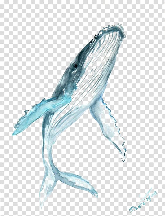 whale illustration, Humpback whale Drawing Watercolor painting , blue whale transparent background PNG clipart