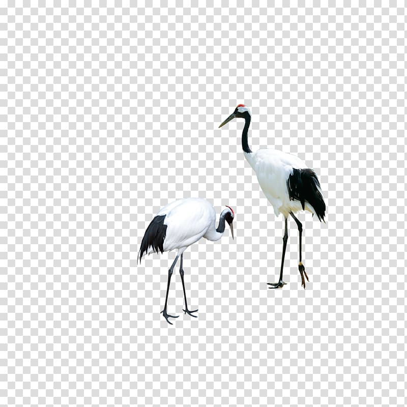 two white-and-black cranes, Red-crowned crane Bird Siberian crane, white crane transparent background PNG clipart