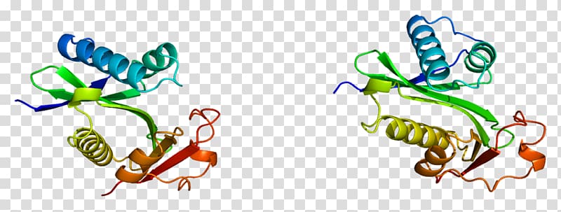 PCAF CREB-binding protein p300-CBP coactivator family EP300, others transparent background PNG clipart