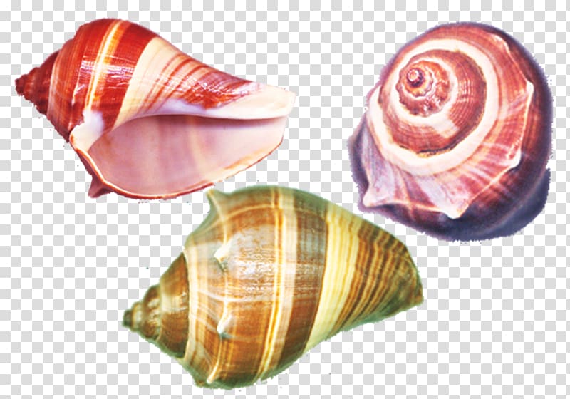 Seashell Sea snail Conch, Colorful conch material transparent background PNG clipart