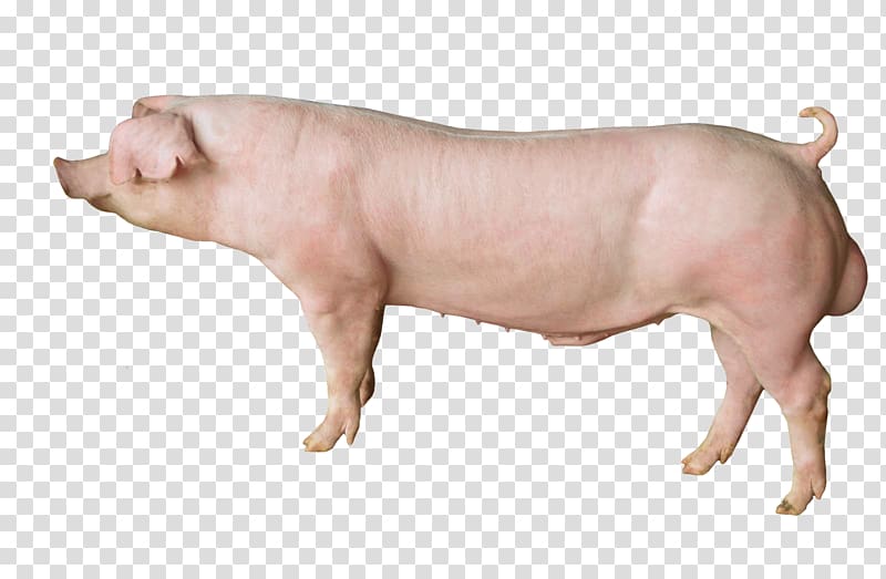 Domestic pig Pig\'s ear Snout, pig transparent background PNG clipart
