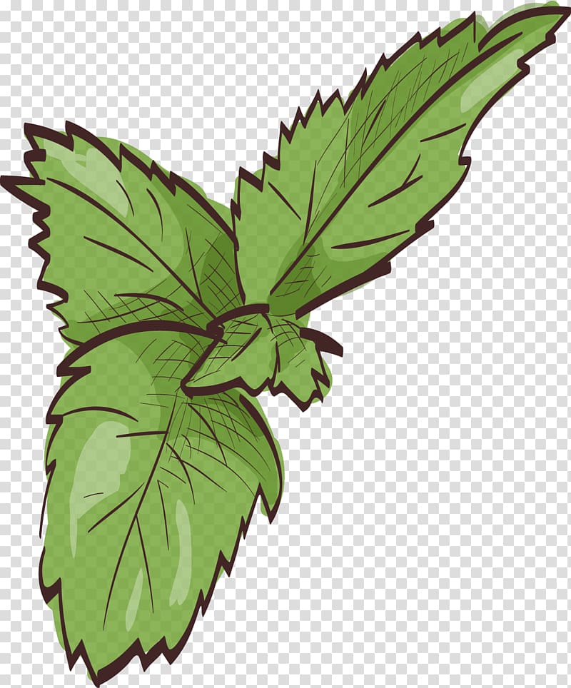 Leaf Mint Euclidean , painted mint leaves transparent background PNG clipart