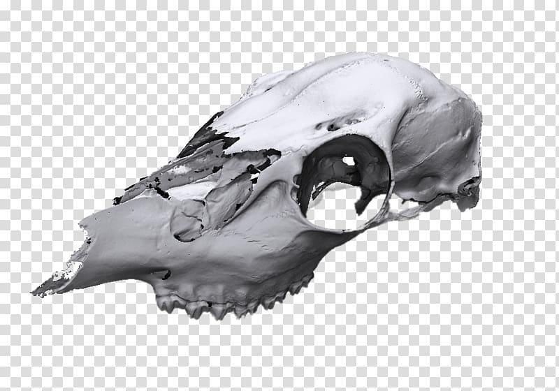 3D scanner Skull scanner, animal skull transparent background PNG clipart