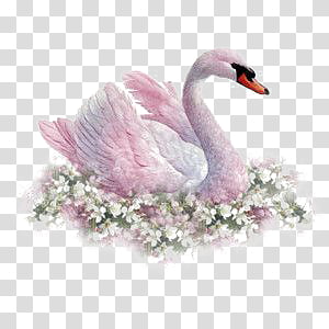 swan transparent background PNG clipart thumbnail