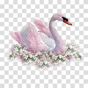 swan transparent background PNG clipart