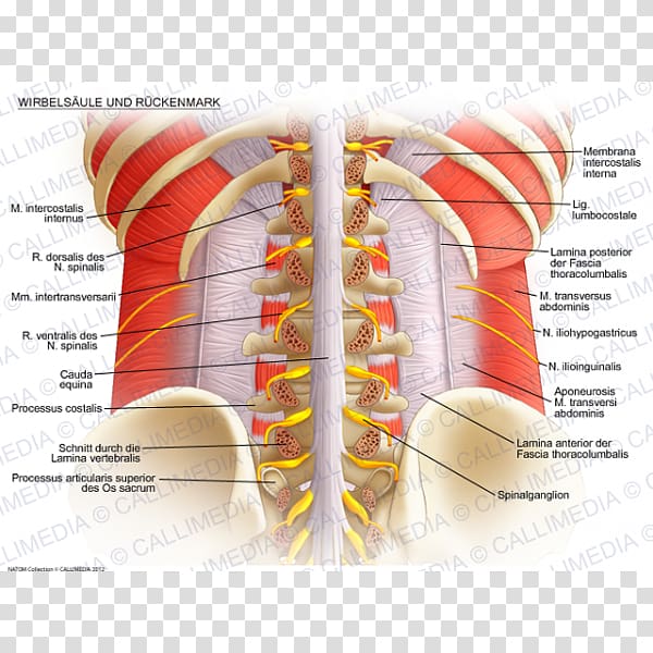Vertebral column Spinal cord Lumbar vertebrae Anatomy Rachis, vertebral transparent background PNG clipart