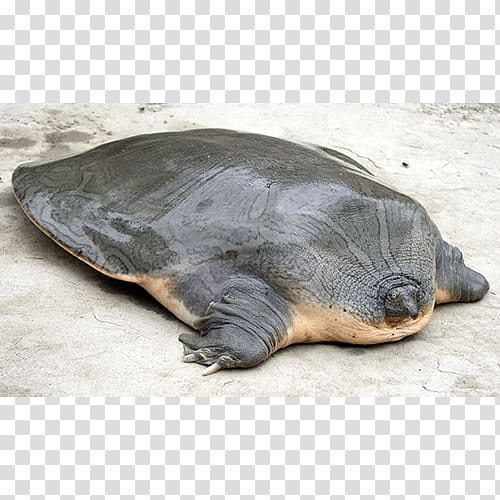 Cantor\'s giant softshell turtle Suzhou Zoo Yangtze giant softshell turtle Indian narrow-headed softshell turtle, turtle transparent background PNG clipart