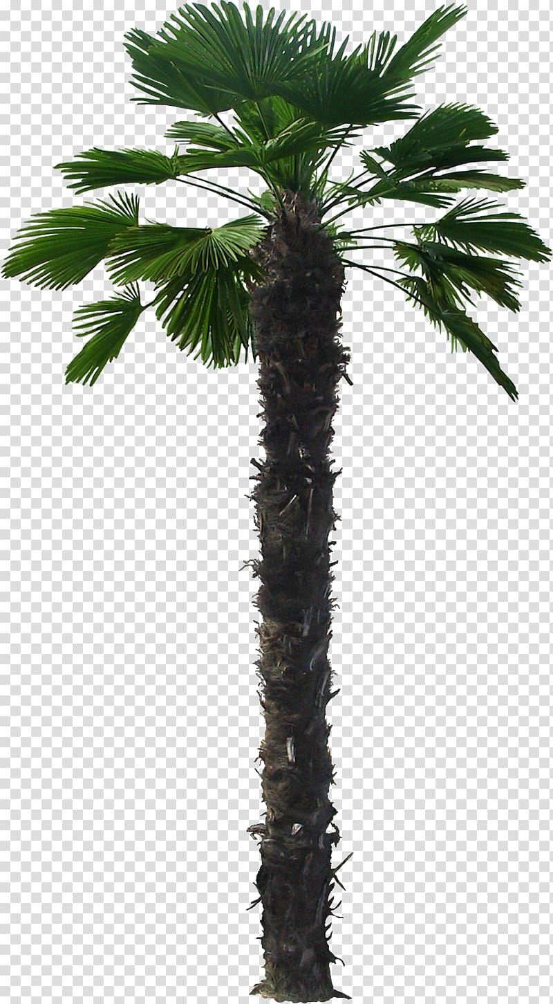Arecaceae Trachycarpus fortunei Livistona chinensis Trachycarpus martianus, palms transparent background PNG clipart